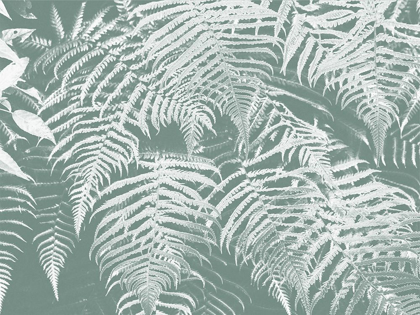 Picture of FERN TIMES