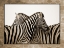 Picture of ZEBRAS