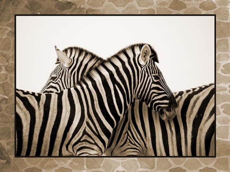 Picture of ZEBRAS