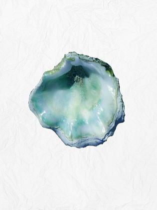 Picture of OYSTER SHELL 1