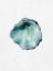 Picture of OYSTER SHELL 1