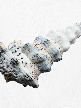 Picture of SPECIAL SHELL 3