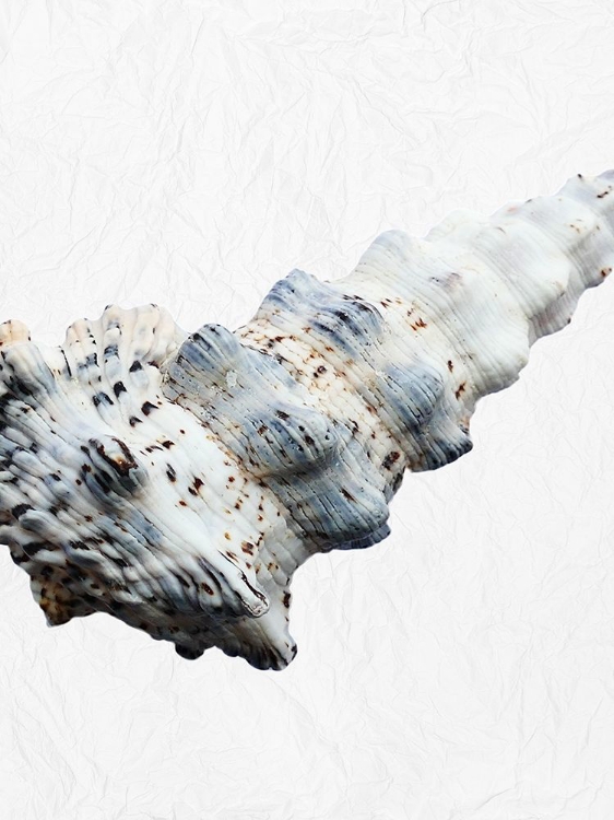 Picture of SPECIAL SHELL 3