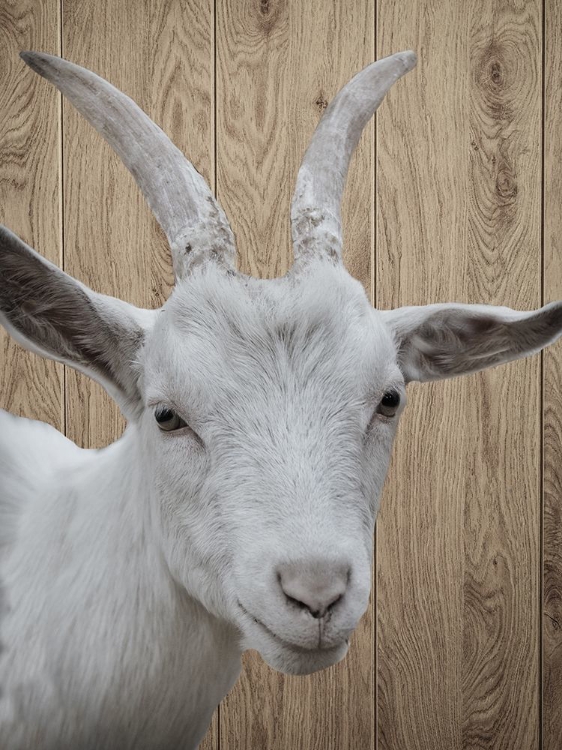 Picture of GOAT