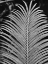 Picture of TROPICAL PALM 2