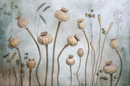 Picture of PAPAVER