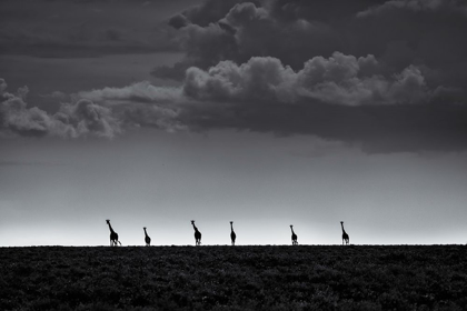 Picture of 6 GIRAFFES