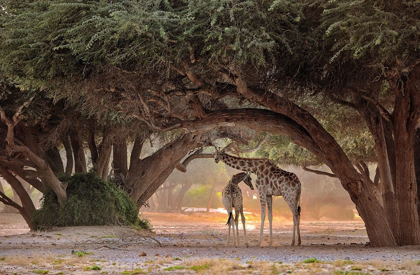 Picture of GIRAFFE - NAMIBIA