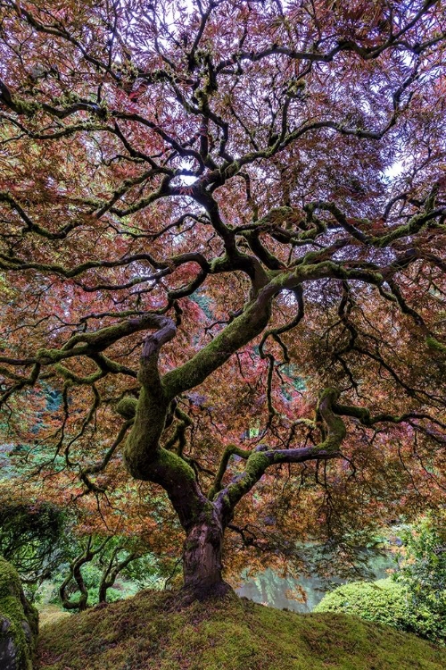 Somerset House - Images. JAPANESE MAPLE TREE