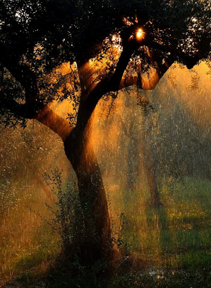Picture of LIGHT SHOWER