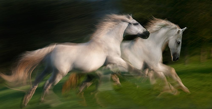 Picture of GALLOP FOR TWO