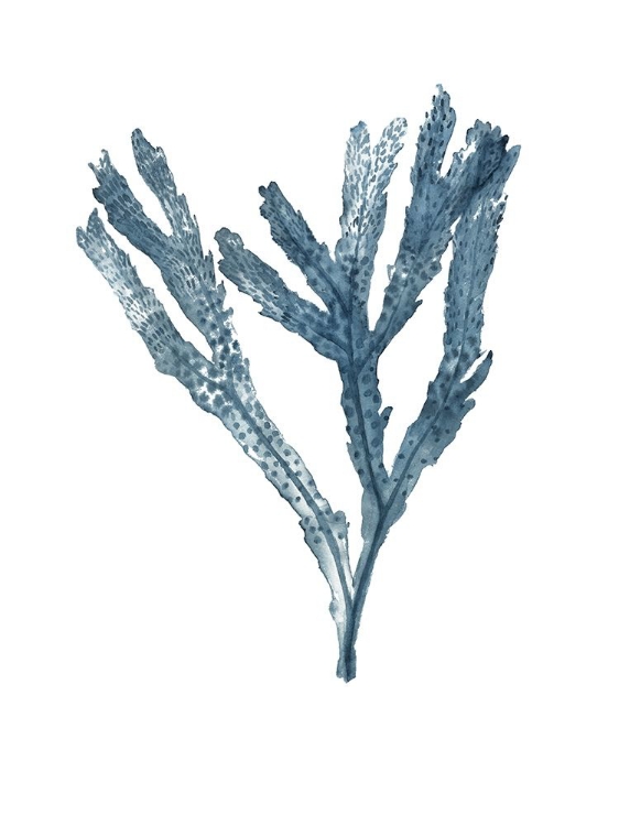 Picture of SEAWEED SPECIMENS ON WHITE I