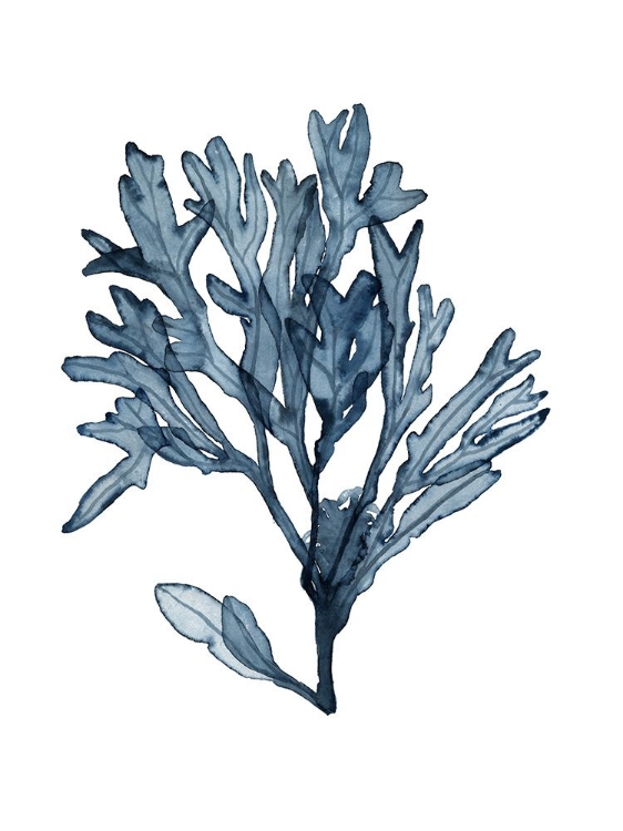 Picture of SEAWEED SPECIMENS ON WHITE II