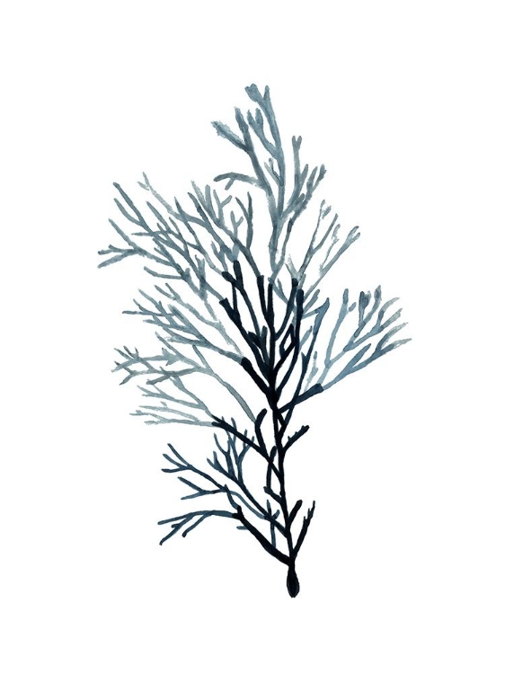 Picture of SEAWEED SPECIMENS ON WHITE IV