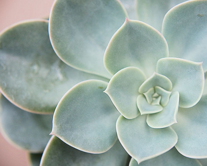 Picture of SUCCULENT GLOW III