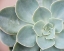 Picture of SUCCULENT GLOW III