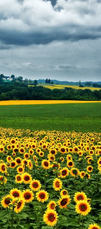 Picture of PASTORAL COUNTRYSIDE IV - C