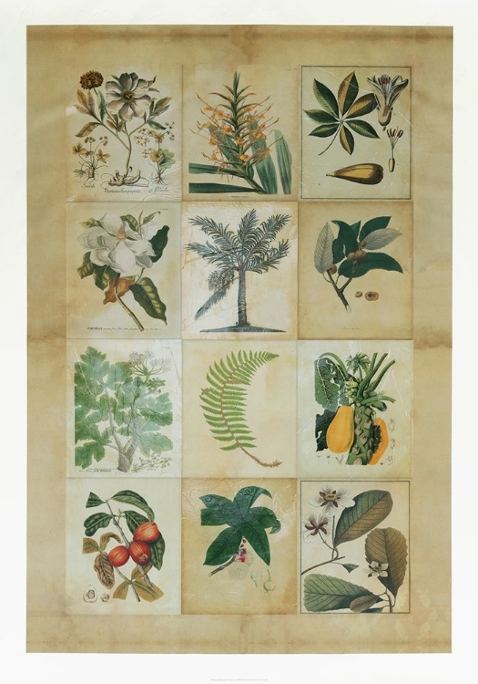 Picture of BOTANICAL SAMPLER I