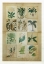 Picture of BOTANICAL SAMPLER II
