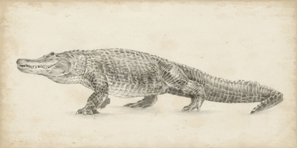 Picture of ALLIGATOR SKETCH