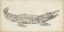 Picture of CROCODILE SKETCH