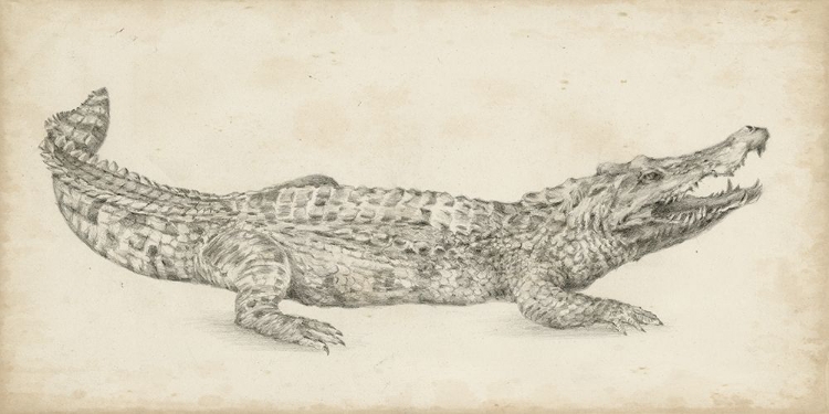 Picture of CROCODILE SKETCH
