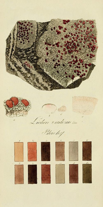 Picture of SPECIES OF LICHEN I