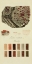 Picture of SPECIES OF LICHEN I