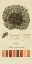 Picture of SPECIES OF LICHEN VI