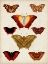 Picture of BUTTERFLIES DISPLAYED I