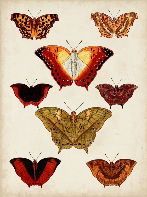 Picture of BUTTERFLIES DISPLAYED I