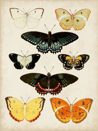 Picture of BUTTERFLIES DISPLAYED III