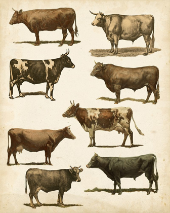 Picture of ANTIQUE COW CHART