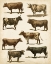 Picture of ANTIQUE COW CHART