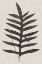 Picture of CUSTOM FERN FAMILY VIII (LG)