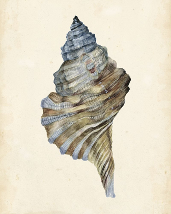 Picture of 3-UP WATERCOLOR SEASHELL III