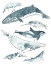 Picture of 3-UP CETACEA I