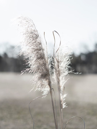 Picture of ETHEREAL PAMPAS I