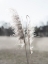 Picture of ETHEREAL PAMPAS I