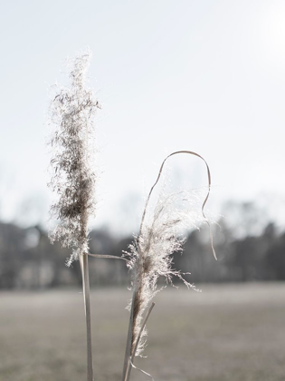 Picture of ETHEREAL PAMPAS II