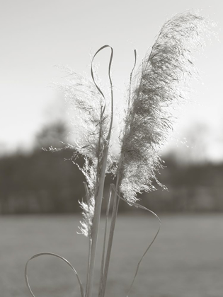 Picture of ETHEREAL PAMPAS III