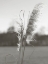 Picture of ETHEREAL PAMPAS III