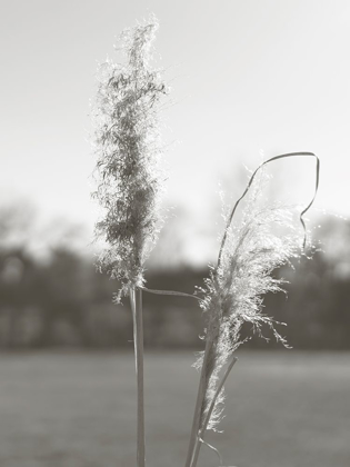 Picture of ETHEREAL PAMPAS IV