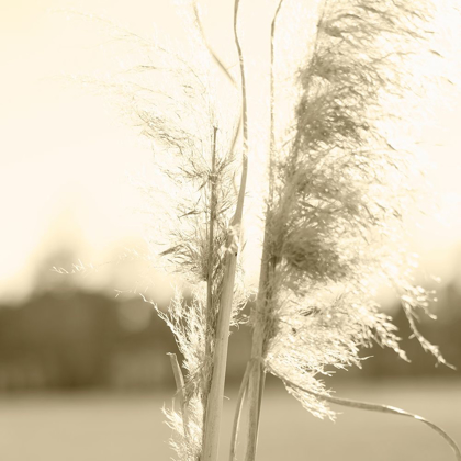 Picture of ETHEREAL PAMPAS V