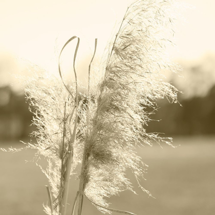 Picture of ETHEREAL PAMPAS VI