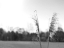 Picture of ETHEREAL PAMPAS VII