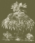 Picture of CUSTOM DELICATE BESLER BOTANICAL I