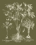 Picture of CUSTOM DELICATE BESLER BOTANICAL II