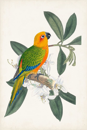 Picture of UA TROPICAL BIRD AND FLOWER I
