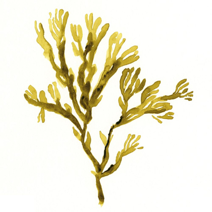 Picture of SUSPENDED SEAWEED I